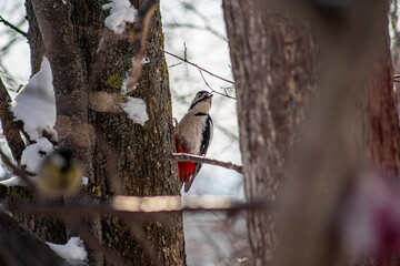 spotted woodpecker