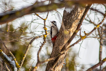 woodpecker on tree