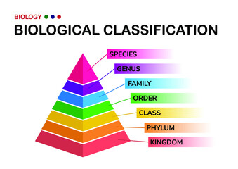biology diagram show biological classification of living organism from kingdom to species