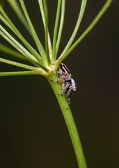 A close-up view of a spider sitting on the trunk of a flower