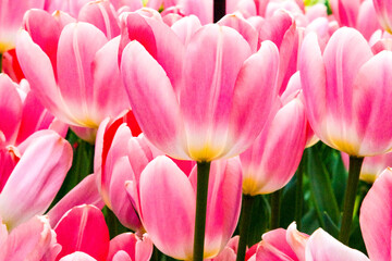 Fototapeta premium Pink tulips