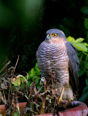 The Eurasian sparrowhawk, also known as the northern sparrowhawk or simply the sparrowhawk, is a small bird of prey in the family Accipitridae.