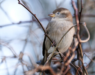 The house sparrow is a bird of the sparrow family Passeridae, found in most parts of the world. It is a small bird that has a typical length of 16 cm and a mass of 24–39.5 g. 