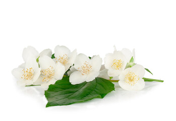 Fototapeta na wymiar Jasmine flowers isolated on a white background, top view