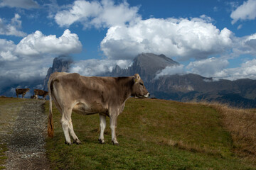 Fototapeta premium Kuh am Berggipfel der Seiseralm