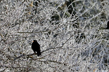 Zima szron na drzewie ptak, kos, Winter frost on the tree bird,  Vogel, Winterfrost auf dem Baum, Escarcha invernal en el árbol 