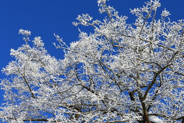 Zima szron na drzewie, Winter frost on the tree, Winterfrost auf dem Baum, Escarcha invernal en el árbol 
