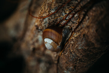 garden snail crawling on a tree