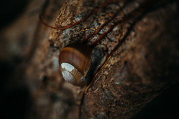 garden snail crawling on a tree