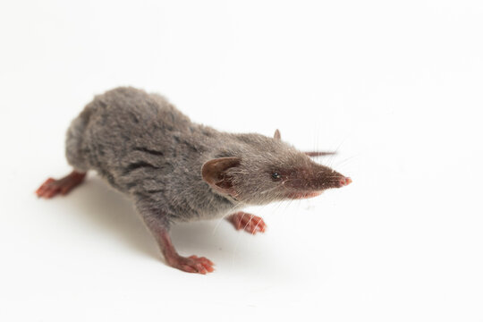Asian house shrew or brown musk shrew Suncus murinus isolated on white background
