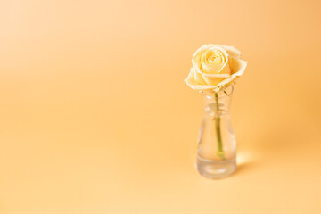 One rose with water drops in a vase on a peach background background. Soft focus.