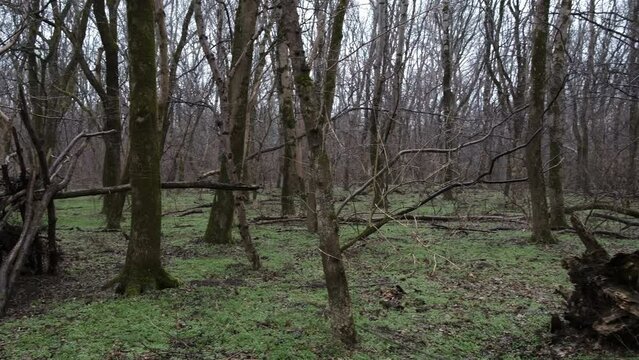 hut in the forest in late winter after the rain
