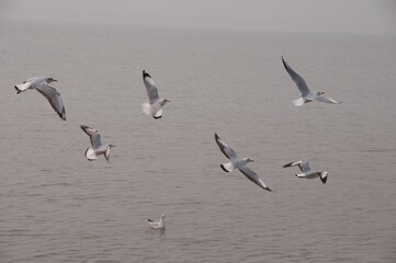 Fototapeta na wymiar A natural scene of seagull flying and gliding over water