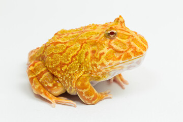 Pac man frog albino isolated on white background
