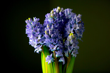 Fototapeta premium blue hyacinth on a green background