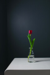 red tulip on black background