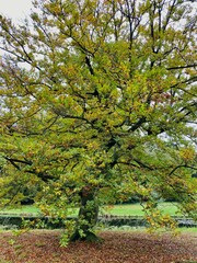 Beech tree in the fall in the Netherlands.