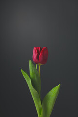 red tulip on black background