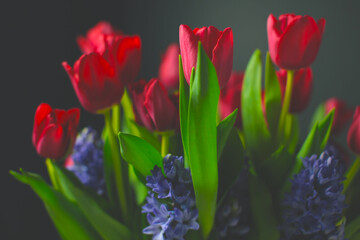 bouquet of red tulips an blue hyacinths on a dark background 