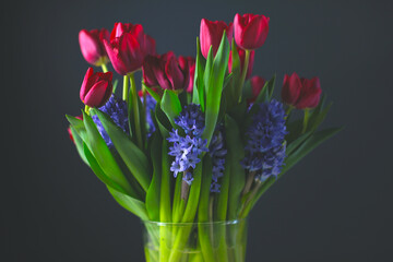 bouquet of red tulips an blue hyacinths on a dark background 