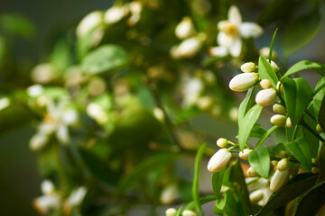 Flor de naranjo, blanco contrastante con verde, flores pequeñas, aromáticas y con mucho nectar 
