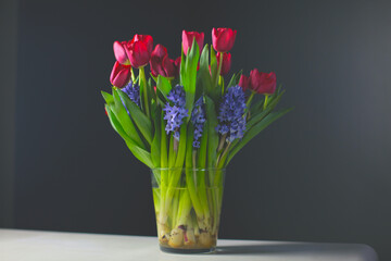 bouquet of red tulips an blue hyacinths on a dark background 