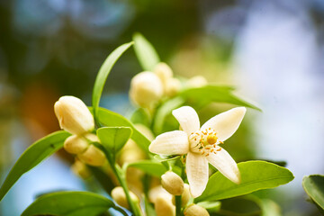 Obraz na płótnie Canvas Flor de naranjo, blanco contrastante con verde, flores pequeñas, aromáticas y con mucho nectar 