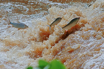 Piracema no Rio Piracicaba