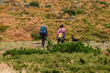 Naklejka premium Tourists walk in the autumn mountains, the paths of the Carpathians, people with trekking poles.