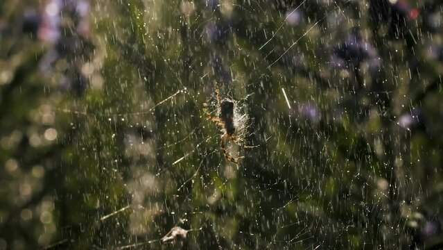  Rain with a spider on a web in macro photography. Creative. Bright small drops of water illuminated by the sun's rays fall on the web on which the spider sits and moves its paws.