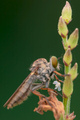the robberfly is eating a small insect,
taken at close range (Macro) with a blurred background