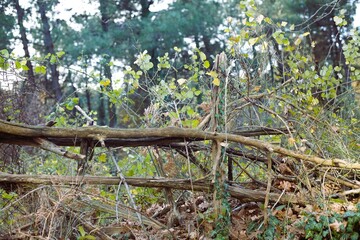ruined fences in the forest
