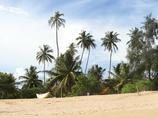 Palm trees in Tangalle, Sri Lanka