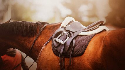 The bay racehorse is wearing equestrian ammunition - a leather saddle, bridle, black saddlecloth...
