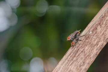 the robberfly is eating a small insect,
taken at close range (Macro) with a blurred background