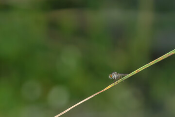 the robberfly is eating a small insect,
taken at close range (Macro) with a blurred background