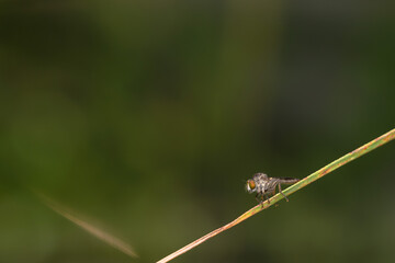 the robberfly is eating a small insect,
taken at close range (Macro) with a blurred background