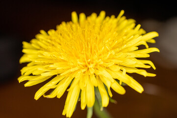 żółty kwiat mniszek lekarski w dużym zbliżeniu makro - obrazy, fototapety, plakaty