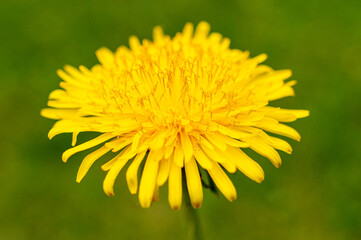 żółty kwiat mniszek lekarski w dużym zbliżeniu makro
