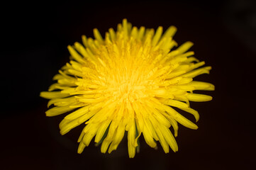 żółty kwiat mniszek lekarski w dużym zbliżeniu makro - obrazy, fototapety, plakaty