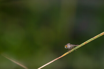 the robberfly is eating a small insect,
taken at close range (Macro) with a blurred background