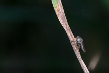 the robberfly is eating a small insect,
taken at close range (Macro) with a blurred background