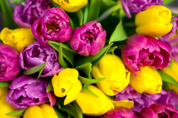 Obraz na płótnie Canvas Closeup of a bunch of tulips. Purple,pink and yellow flowers. Spring background