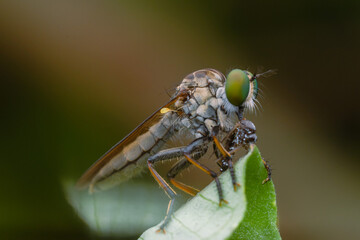 the robberfly is eating a small insect,
taken at close range (Macro) with a blurred background