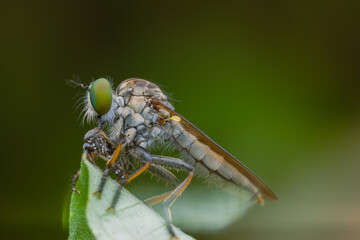 the robberfly is eating a small insect,
taken at close range (Macro) with a blurred background