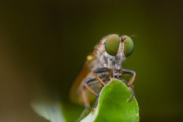 the robberfly is eating a small insect,
taken at close range (Macro) with a blurred background