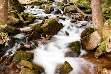Fototapeta na wymiar The Carpathian river flows in cascades, the river flows through the forest.