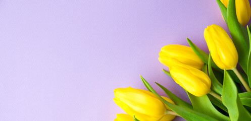 spring Banner with yellow tulips on pastel purple background top view with copy space for easter, march 8, mothers day greetings