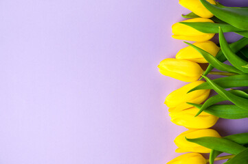 spring Banner with yellow tulips on pastel purple background top view with copy space for easter, march 8, mothers day greetings
