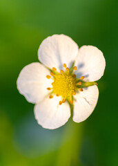 kwiaty kwitnącej poziomki w dużym zbliżeniu z białymi płatkami